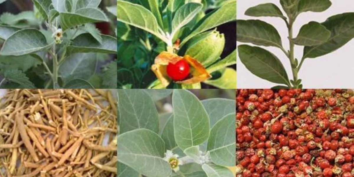 Ashwagandha Extracts Market Growing at 36.8% CAGR to be Worth USD  3.2 billion by 2028