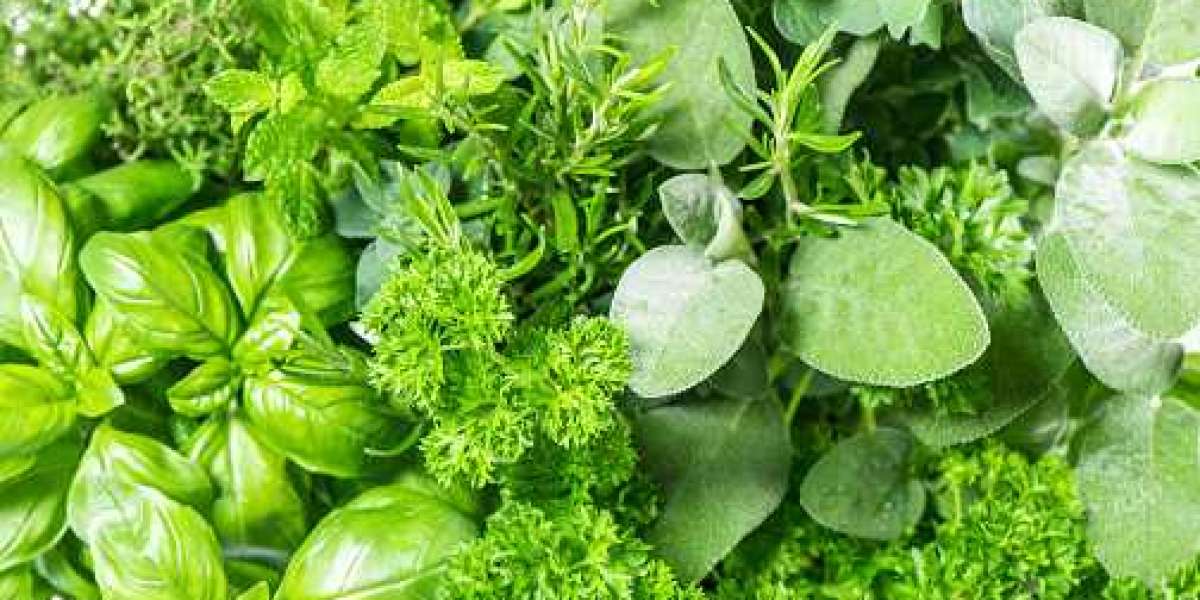 Fresh Herbs Market Report by Application, Regional Revenue, Competitor, and Forecast 2030