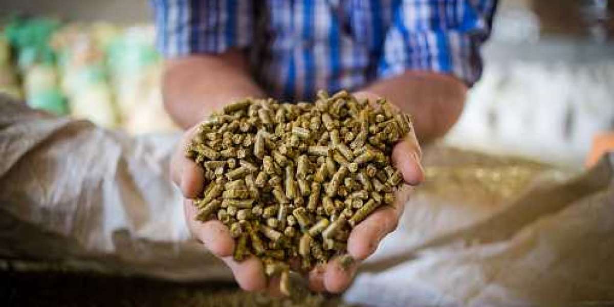 Cattle Feed Market Trends is Projected to Increase by High CAGR During 2022 – 2030