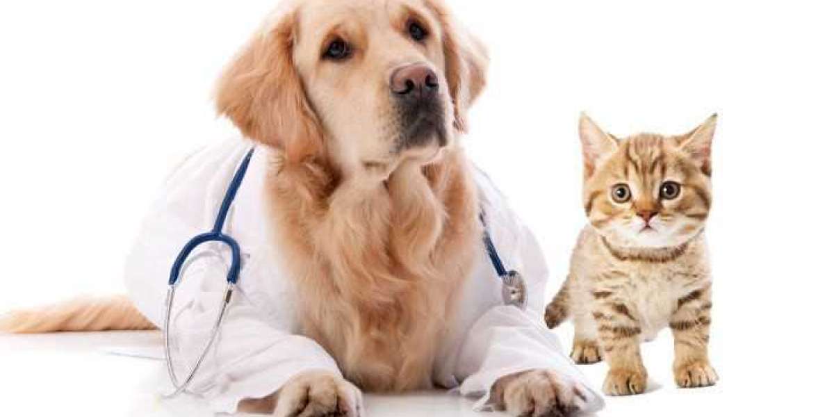 Pet Insurance Market 2023 Outlook, Supportive Judgments by 2026