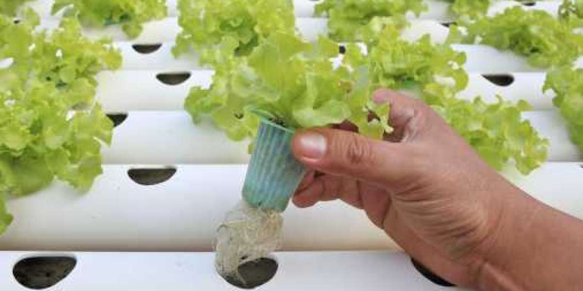 Key  Aquaponics Market Players, Key Players, Opportunities, Trends, and Growth Analysis, 2030
