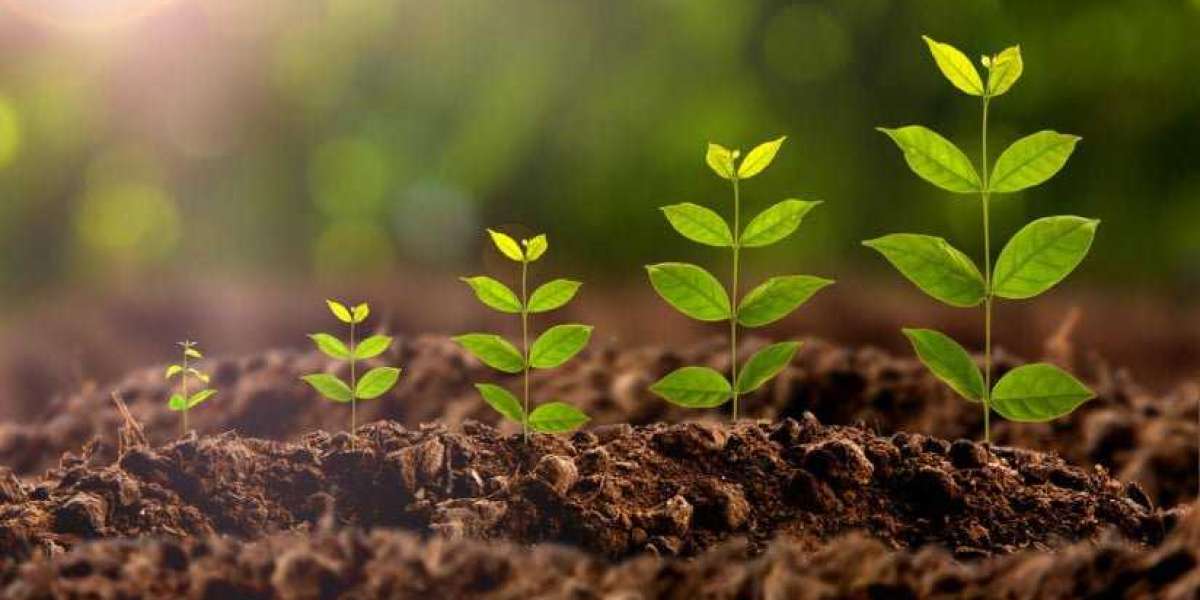 Plant Growth Regulators Market Share, Revenue Size, Major Players, Growth Analysis, and Forecast 2030