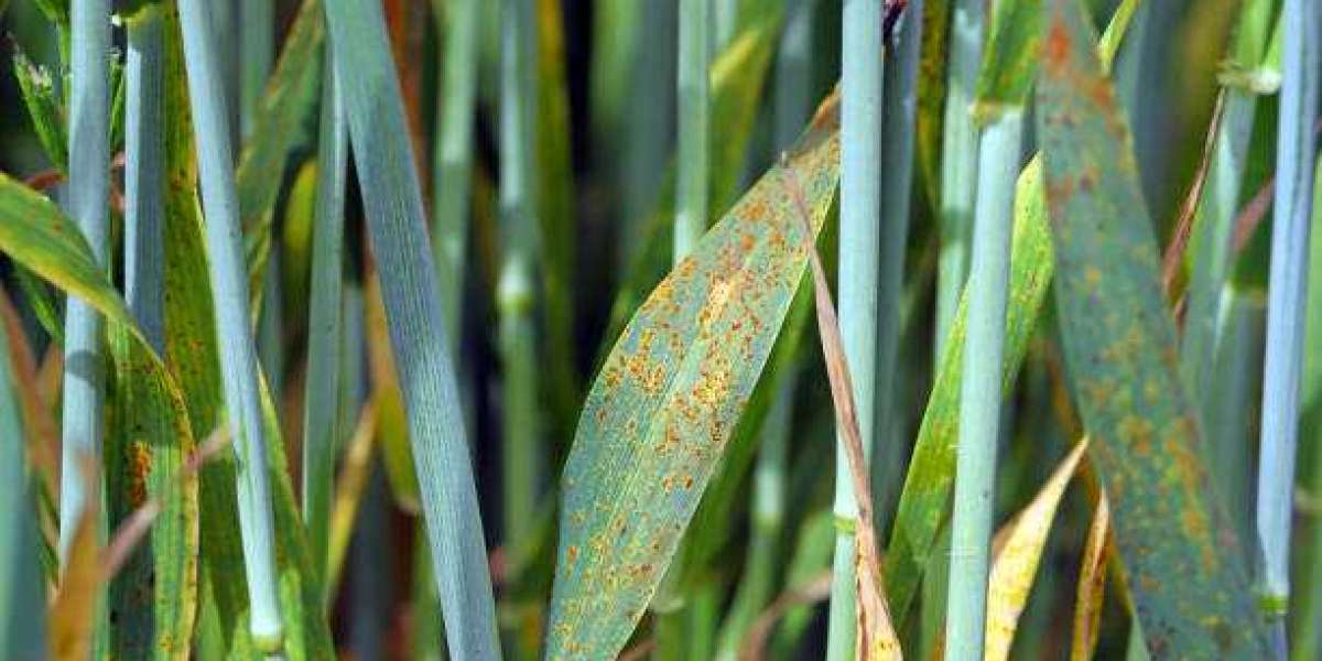 Fungicides Market Trends, Size, Share Analysis, Key Companies, and Forecast To 2028